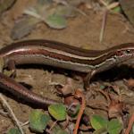 South Marlborough grass skink (Kaikoura). <a href="https://www.instagram.com/nickharker.nz/">© Nick Harker</a>