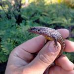 Adult female Alborn skink ID photograph (Westland). <a href="https://www.instagram.com/samuelpurdiewildlife/">© Samuel Purdie</a>