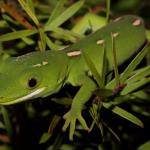 Elegant gecko in Kanuka (North Auckland). <a href="https://www.instagram.com/nickharker.nz/">© Nick Harker</a> 