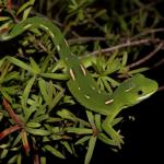 Elegant gecko in Kanuka (North Auckland). <a href="https://www.instagram.com/nickharker.nz/">© Nick Harker</a> 