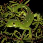 Elegant gecko in Kanuka (North Auckland). <a href="https://www.instagram.com/nickharker.nz/">© Nick Harker</a> 