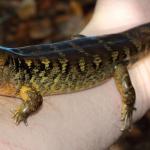 Robust skink on human arm (Northland). <a href="https://www.instagram.com/nickharker.nz/">© Nick Harker</a> 