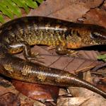 Robust skink on leaf litter (Northland). <a href="https://www.instagram.com/nickharker.nz/">© Nick Harker</a> 