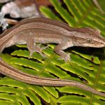 Northern striped gecko. Large gravid female in Blechnum sp. (Coromandel Peninsula). <a href="https://www.instagram.com/nickharker.nz/">© Nick Harker</a>