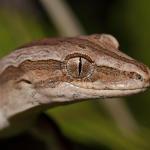 Northern striped gecko. Large gravid female in Blechnum sp. (Coromandel Peninsula). <a href="https://www.instagram.com/nickharker.nz/">© Nick Harker</a>