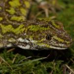 male West Coast green gecko on mossy ground (West Coast). <a href="https://www.instagram.com/nickharker.nz/">© Nick Harker</a>