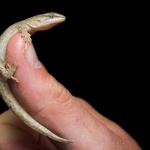 Pygmy gecko (Kaikōura) <a href="https://www.instagram.com/samuelpurdiewildlife/">© Samuel Purdie</a>