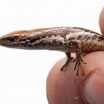 Juvenile Alborn skink ID photograph (West Coast). <a href="https://www.instagram.com/samuelpurdiewildlife/">© Samuel Purdie</a>