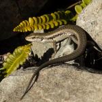 Northern long-toed skink (Marlborough). <a href="https://www.instagram.com/samuelpurdiewildlife/">© Samuel Purdie</a>