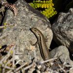 Northern long-toed skink (Marlborough). <a href="https://www.instagram.com/samuelpurdiewildlife/">© Samuel Purdie</a>