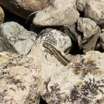 Northern long-toed skink (Marlborough). <a href="https://www.instagram.com/samuelpurdiewildlife/">© Samuel Purdie</a>