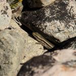 Northern long-toed skink (Marlborough). <a href="https://www.instagram.com/samuelpurdiewildlife/">© Samuel Purdie</a>