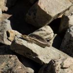 Northern long-toed skink (Marlborough). <a href="https://www.instagram.com/samuelpurdiewildlife/">© Samuel Purdie</a>