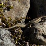 Northern long-toed skink (Marlborough). <a href="https://www.instagram.com/samuelpurdiewildlife/">© Samuel Purdie</a>