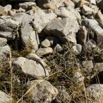 Five Northern long-toed skinks (Marlborough). <a href="https://www.instagram.com/samuelpurdiewildlife/">© Samuel Purdie</a>