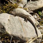 Northern long-toed skink (Marlborough). <a href="https://www.instagram.com/samuelpurdiewildlife/">© Samuel Purdie</a>