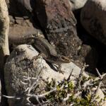 Northern long-toed skink (Marlborough). <a href="https://www.instagram.com/samuelpurdiewildlife/">© Samuel Purdie</a>