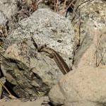 Northern long-toed skink (Marlborough). <a href="https://www.instagram.com/samuelpurdiewildlife/">© Samuel Purdie</a>