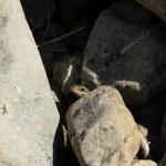 Northern long-toed skink (Marlborough). <a href="https://www.instagram.com/samuelpurdiewildlife/">© Samuel Purdie</a>