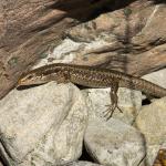 Northern long-toed skink (Marlborough). <a href="https://www.instagram.com/samuelpurdiewildlife/">© Samuel Purdie</a>