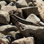 Northern long-toed skink (Marlborough). <a href="https://www.instagram.com/samuelpurdiewildlife/">© Samuel Purdie</a>