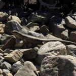 Northern long-toed skink (Marlborough). <a href="https://www.instagram.com/samuelpurdiewildlife/">© Samuel Purdie</a>