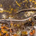 Marlborough spotted skink (Marlborough). <a href="https://www.instagram.com/samuelpurdiewildlife/">© Samuel Purdie</a>