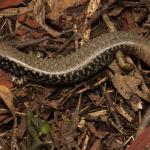 Whitaker's skink (Ngā Manu Nature Reserve). <a href="https://www.instagram.com/samanimalman/">© Samuel Purdie</a>