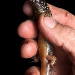 Whitaker's skink (Ngā Manu Nature Reserve). <a href="https://www.instagram.com/samanimalman/">© Samuel Purdie</a>