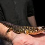 Robust skink (Northland). <a href="https://www.instagram.com/samanimalman/">© Samuel Purdie</a>