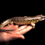 Robust skink (Northland). <a href="https://www.instagram.com/samanimalman/">© Samuel Purdie</a>