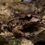 Hamilton's frog (Maud Island). <a href="https://www.instagram.com/samuelpurdiewildlife/">© Samuel Purdie</a>