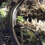 Kahurangi skink (Kahurangi National Park). © Kim Newton