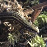 Kahurangi skink (Kahurangi National Park). © Kim Newton