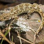Kōrero gecko (Macraes, Otago). <a href="https://www.instagram.com/samuelpurdiewildlife/">© Samuel Purdie</a>