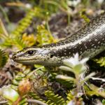 Subadult Barrier Skink (Darran Mountains). <a href="https://www.instagram.com/samuelpurdiewildlife/">© Samuel Purdie</a>