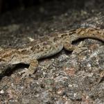 Kōrero gecko (Invercargill, Southland). <a href="https://www.instagram.com/samanimalman/">© Samuel Purdie</a>