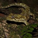 Ngahere gecko (Wellington) <a href="https://www.instagram.com/tim.harker.nz/?hl=en">© Tim Harker</a>