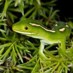 Aupōuri gecko (North Cape, Northland). © Neil Fitzgerald
