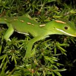 Aupōuri gecko (Aupōuri peninsula, Northland). <a href="https://www.instagram.com/tim.harker.95/?hl=en">© Tim Harker</a>