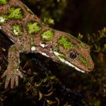Starred gecko male (Nelson Lakes). <a href="https://www.instagram.com/tim.harker.nz/?hl=en">© Tim Harker</a>