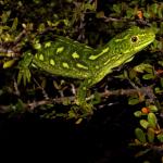 West Coast green gecko (Lewis Pass, Canterbury). <a href="https://www.instagram.com/tim.harker.nz/?hl=en">© Tim Harker</a>