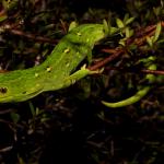 Juvenile West Coast green gecko (Lewis Pass, Canterbury). <a href="https://www.instagram.com/tim.harker.nz/?hl=en">© Tim Harker</a>