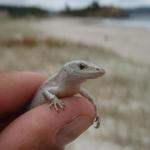 An unusually pale shore skink (North Auckland). © Chris Wedding