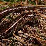 Kupe skink (Whanganui Coast) <a href="https://www.instagram.com/tim.harker.nz/?hl=en">© Tim Harker</a>