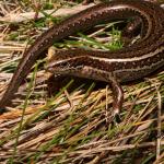 Kupe skink (Whanganui Coast) <a href="https://www.instagram.com/tim.harker.nz/?hl=en">© Tim Harker</a>