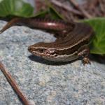 Northern grass skink (Nelson). <a href="https://www.instagram.com/tim.harker.nz/">© Tim Harker</a>