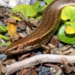 Waiharakeke grass skink (Kaikoura). <a href="https://www.instagram.com/tim.harker.95/">© Tim Harker</a>