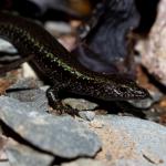 Shore skink from a mixed sand-cobble beach (Coromandel Peninsula). <a href="https://www.instagram.com/tim.harker.nz/?hl=en">© Tim Harker</a>