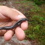 Shore skink from dune habitat (North Auckland). © Chris Wedding